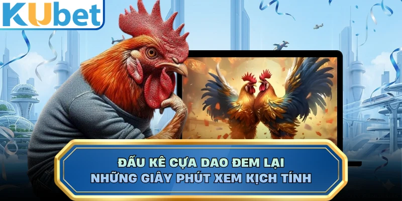 Đấu kê cựa dao đem lại những giây phút xem kịch tính