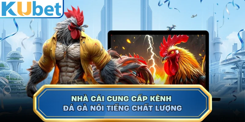 Nhà cái cung cấp kênh đá gà nổi tiếng chất lượng